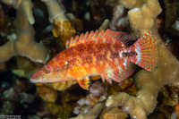 Oxycheilinus celebicus (Celebes Wrasse)