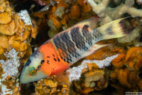 Cheilinus fasciatus (Redbreasted Wrasse)