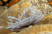 Sabellastarte sp.1 (Feather Duster Worm)