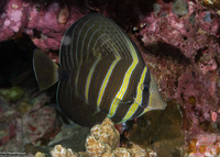 Zebrasoma veliferum (Pacific Sailfin Tang)