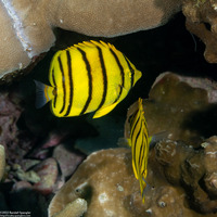 Chaetodon octofasciatus (Eight-Banded Butterflyfish)