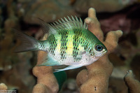 Amblyglyphidodon curacao (Staghorn Damsel)