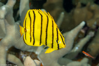 Chaetodon octofasciatus (Eight-Banded Butterflyfish)
