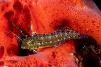 Petroscirtes variabilis (Variable Fangblenny)