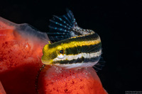 Petroscirtes breviceps (Shorthead Fangblenny)
