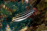 Petroscirtes breviceps (Shorthead Fangblenny)