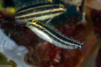 Petroscirtes breviceps (Shorthead Fangblenny)