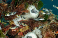 Petroscirtes breviceps (Shorthead Fangblenny)