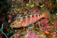 Cephalopholis sexmaculata (Saddle Grouper)