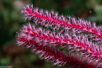 Menella sp.1 (Menella sp.1)