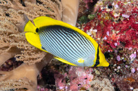 Chaetodon melannotus (Black-Backed Butterflyfish)