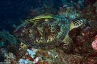 Chelonia mydas (Green Sea Turtle)