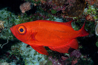 Priacanthus hamrur (Crescent-Tail Bigeye)