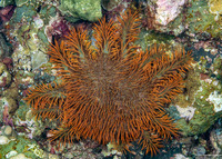 Acanthaster solaris (Crown-of-Thorns Star)