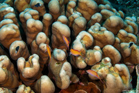 Pavona clavus (Swollen Coral)