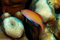Pseudanthias dispar (Redfin Anthias)