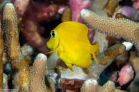 Acanthurus pyroferus (Mimic Surgeonfish)