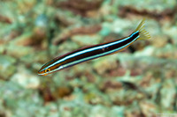 Plagiotremus rhinorhynchos (Bluestriped Fangblenny)