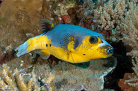 Arothron nigropunctatus (Blackspotted Puffer)