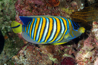 Pygoplites diacanthus (Regal Angelfish)