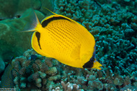 Chaetodon semeion (Dotted Butterflyfish)