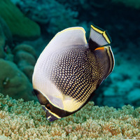 Chaetodon reticulatus (Reticulated Butterflyfish)