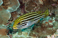 Plectorhinchus lessonii (Striped Sweetlips)