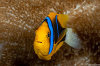 Amphiprion chrysopterus (Orangefin Anemonefish)