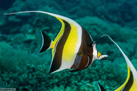 Zanclus cornutus (Moorish Idol)