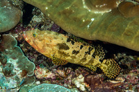 Epinephelus fuscoguttatus (Brown-Marbled Grouper)