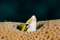 Aspidontus dussumieri (Slender Sabretooth Blenny)
