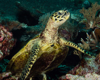 Chelonia mydas (Green Sea Turtle)