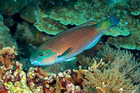 Chlorurus spilurus (Bullethead Parrotfish)