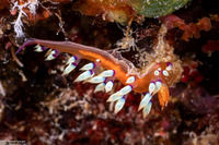 Coryphellina exoptata (Desirable Flabellina)