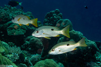 Lutjanus monostigma (Onespot Snapper)