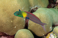 Thalassoma amblycephalum (Bluntheaded Wrasse)