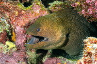 Gymnothorax javanicus (Giant Moray)