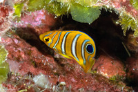 Pygoplites diacanthus (Regal Angelfish)