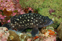 Epinephelus coeruleopunctatus (Whitespotted Grouper)
