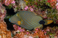 Balistapus undulatus (Orange-Lined Triggerfish)