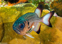 Myripristis adusta (Shadowfin Soldierfish)