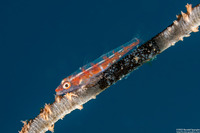 Bryaninops yongei (Wire Coral Goby)