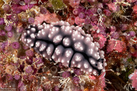 Phyllidiopsis fissurata (Phyllidiopsis Fissurata)