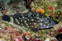 Epinephelus coeruleopunctatus (Whitespotted Grouper)