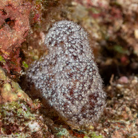 Dendronephthya sp.1 (Dendronephthya)