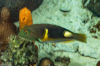 Choerodon anchorago (Anchor Tuskfish)