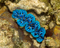 Tridacna crocea (Boring Giant Clam)
