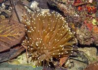 Heliofungia actiniformis (Heliofungia Actiniformis)