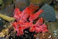 Clathria sp.1 (Vermilion Clathria)