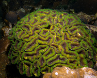 Lobophyllia hemprichii (Lobed Brain Coral)